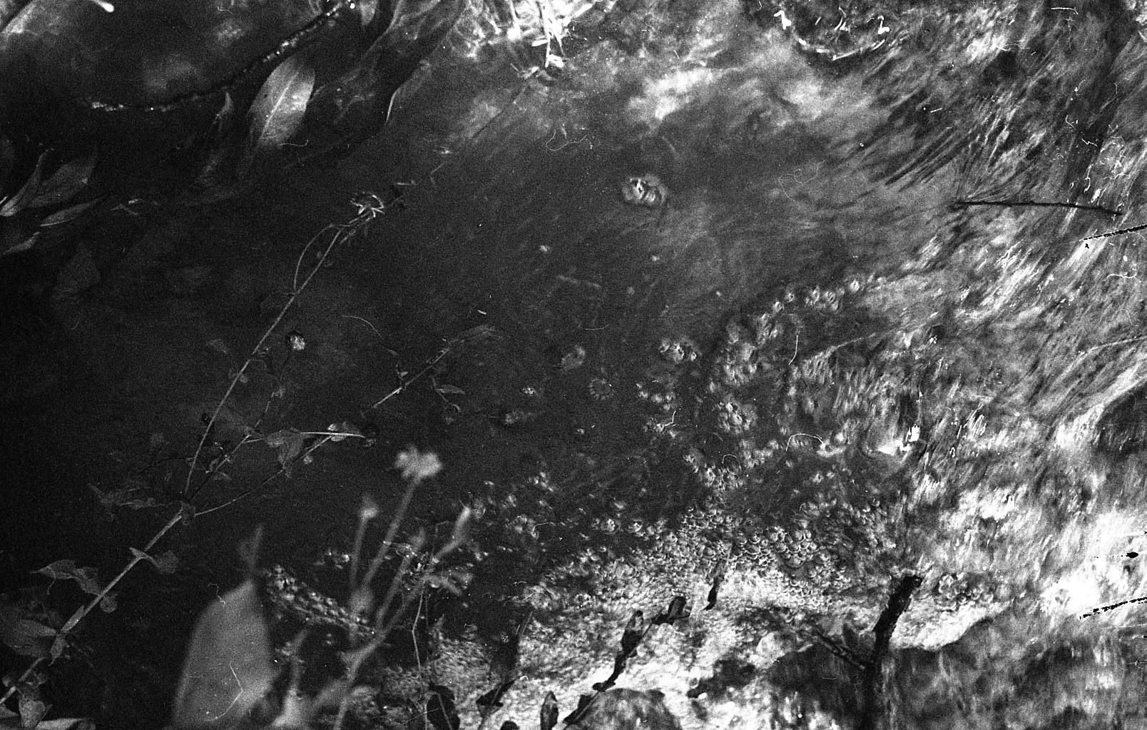 Helm album cover: a grainy monochrome study of organic textures