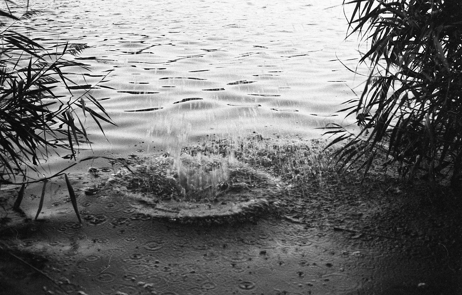Ripples and a splash on water framed by reeds